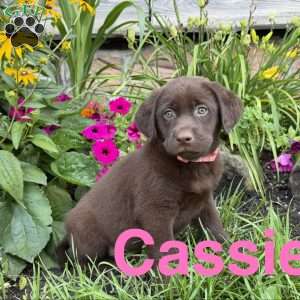 Cassie, Chocolate Labrador Retriever Puppy